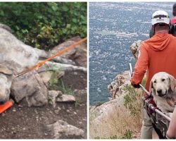 Hiker Climbs Mount Olympus With 120-Pound Dog On Scorching Day, Dog Collapses