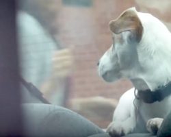 Dogs Cry Out For Help While Locked In Vehicle On Hot Day