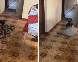 Little Dog Moves Rugs So Grandma Can Get Through In Her Wheelchair