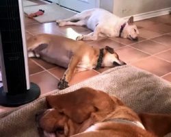 Sleeping Dogs Get Shaken To Their Core When Dad Says The “Unspeakable” Word