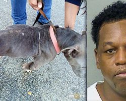 Man Leaves Dog Home Alone For Days, Starves Him Til He Is ‘Skin & Bones’