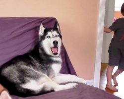 Man Asks Son What He Wants For Dinner, But Husky Feels She Needs To Chime In