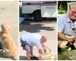 Golden Retriever Tears Down Myth That Dogs Despise The Mail Carrier