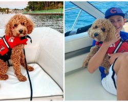 Dog Wearing Lifejacket Falls Off Boat & Goes Missing In Treacherous Waters