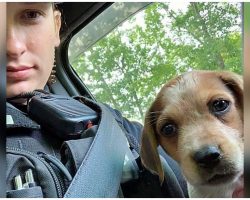 Police Officer Adopts Abandoned Injured Puppy One Month After Saving Her Life