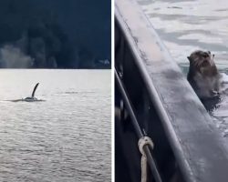 Boater Sees An Otter Swimming Toward His Boat In An Attempt To Escape An Orca