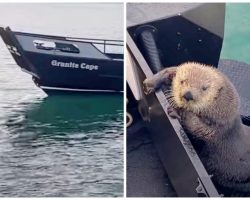 Otter Seeks Refuge On Man’s Boat As He Barely Escapes Jaws Of Killer Whale