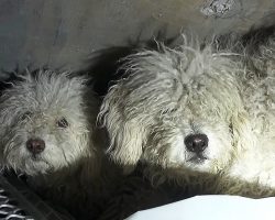 Dog Shields His Sister From “Bad” Humans Entering The Sewer To Get Close To Them