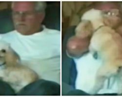Angelic Pooch Becomes Devil Dog When Owner Says He Might Have Fleas