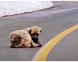 Hollow Dog Lying In Road Longed For Warmth & A Better Life But His Heart Was Wild