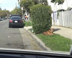 His Family Moved Away And Left The Old Dog Behind To Fend For Himself