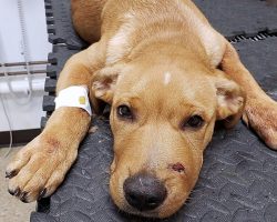 Ruthless Man Shot Puppy In Snout & Left Him Yelping In Pain In Porta-Potty