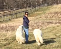 Woman Starts Walking Her Dogs When The Chickens, Ducks, And Goats Tag Along