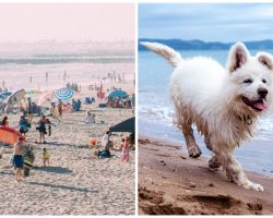 Woman Kicks Her Dog & Drowns Him In Ocean As Beachgoers Look On In Horror