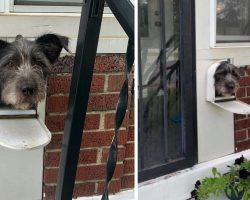 Clever Dog Uses The Mailbox To Greet People In The Neighborhood