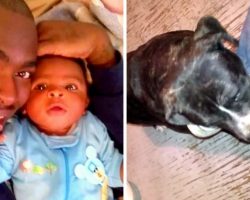 Puppy Wakes Family With His Frantic Barking, Begs Them To Get Out Of The House