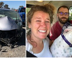 Couple Reunites With Lost Dog After She Was Ejected From Car Window During Crash