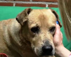 Senior Dog Gets Rescued From Streets, But His Hopes Fade As Nobody Wants Him