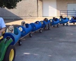 Selfless Retired Old Man Builds Dog Train To Take Rescued Dogs On Adventures