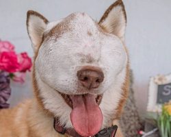 She Sat In The Shelter, Unwanted Because Of A Tumor That Took Up Her Whole Face