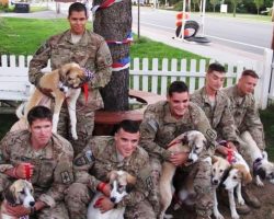 Stray Dogs Helped Save Their Sanity In War Zone, So Soldiers Made Them A Promise