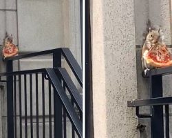 Chubby Squirrel Seen Eating A Big Slice Of Pizza In NYC