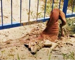 Stray Stuck In Fence Sheds Tears As Voices Near, But They Can’t Move Her Body