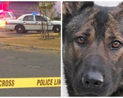 Murder Suspect Kills Heroic Police K9 During Daytime Shootout With Cops