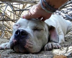 Sick Homeless Dog Was So Weak He Had Given Up On Life, But Someone Had Seen Him