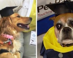 Dogs Wearing Caps and Gowns Graduate From Pet Therapy Program