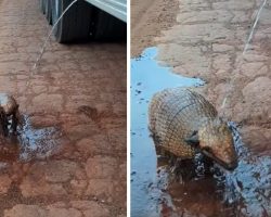 Man Driving A Water Truck Spots A Thirsty Armadillo On A Dry And Dusty Road