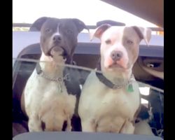 Woman Rolls Down Window To Say Hi To Dogs At Traffic Stop, Another Friend Pops Up