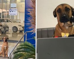 Stray Dog Keeps Coming Back To Car Dealership Until They Give Him A Job