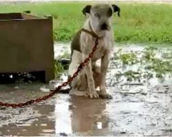 Chained Dog That’s Slighted By Owner & Couldn’t Lie Down, Only Wants 1 Thing