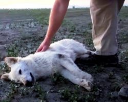Owner Dumps Dog In Blazing Desert Heat, She Collapses Just As Rescuers Get Near