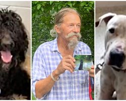Vet Pleads For Dogs Back After They Went Missing & Got Adopted By Another Family
