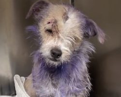 Owner Brought Her To Be Put Down, But Her Purple Fur Hid A Dark Story Behind It