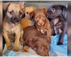 Puppies Found Taped Shut In Box In 105-Degree Heat As Wildfires Spread Around Them