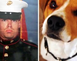 Veteran With PTSD Points Gun At “Shadows”, But A Dog Looks Him Deep In His Eyes