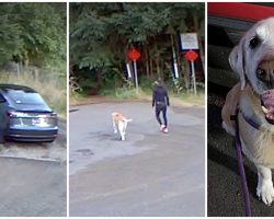 Lady Tricks Her Dog Into Going For Walk In Woods, Leaves Him There & Drives Off