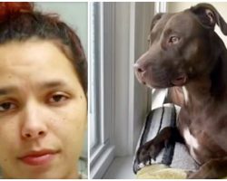 Woman Breaks Into Home, Steals Puppy & Throws Him Out Of Moving Car