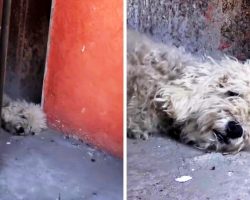 Depressed Dog Tired Of Living On The Streets Gives Up Hope & Collapses In Alley