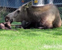 Moose Lied Down In Their Yard, So They Grabbed Their Camera And Began Recording