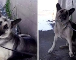 Abandoned Dog Was Trying To Sleep In A Canal, But They Sneaked Up On Her