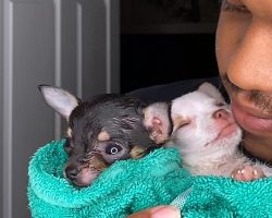 Pint-Sized Rescue Pups Help Their Dad Out Of Dark Place & Heal His Broken Heart