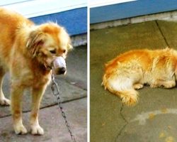 Owner Chains Dog In Hot Sun, When The Dog Cried He Got Beat Up & His Mouth Taped