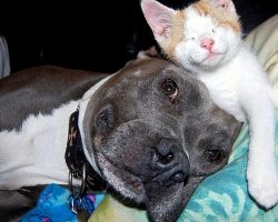 Abused Pit Bulls Find New Purpose In Life When They Get To Foster Blind Kittens