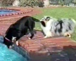 His Friend Was About To Fall Into The Pool, So He Grabs His Tail With His Mouth