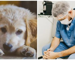 New Strain Of Illness On The Rise In Dogs & Veterinarians Are Worried