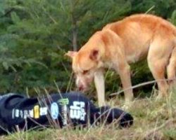 Abandoned Dog Finds Woman Lying Motionless, Comes Closer To “Check On Her”